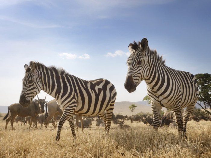 Wildlife travel destinations for animal lovers