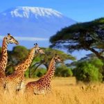 Wildlife travel destinations for animal lovers